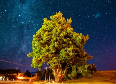 夜间绿草场上的绿树